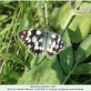 melanargia galathea pyatigorsk male2